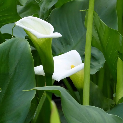 Arum lily pond - arum, (zantedeschia)