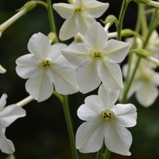 Thompson & Morgn Tobacco Plant