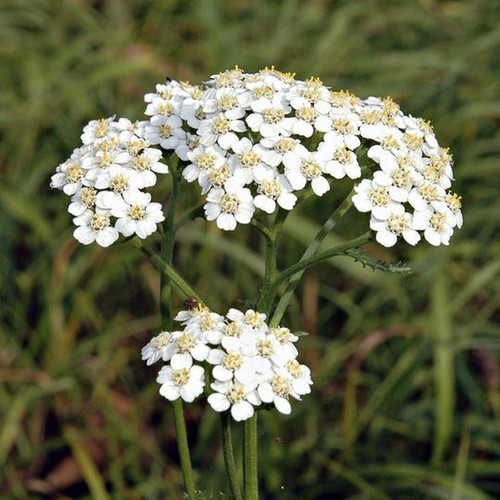 Yarrow achillea millefolium - yarrow,