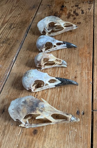 Taxidermy skull - 5,