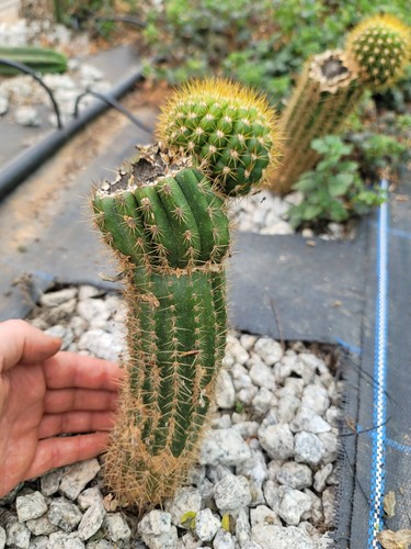Spachianus cactus beautiful - spachianus, cactus,