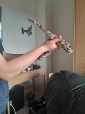 Komodo snake hatchling basic - snake,