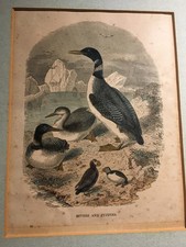 Antique Etching Print BIRDS PUFFIN BLACK THROATED LOON Le Maout Freeman 1853 Art