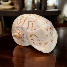 Volute Noble Seashell 'Cymbiola Nobilis' rare very chunky seashell  | 12 to 14cm
