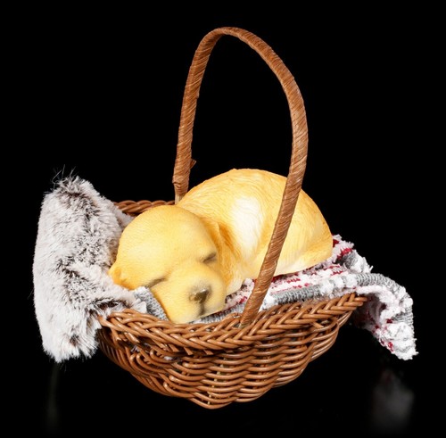 Labrador retriever goldie - labrador,