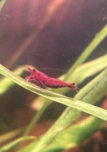 Cherry shrimp 100 count - shrimp, ,