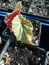 Begonia Bells and whistles