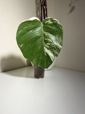 Monstera Albo Rooted Cutting |