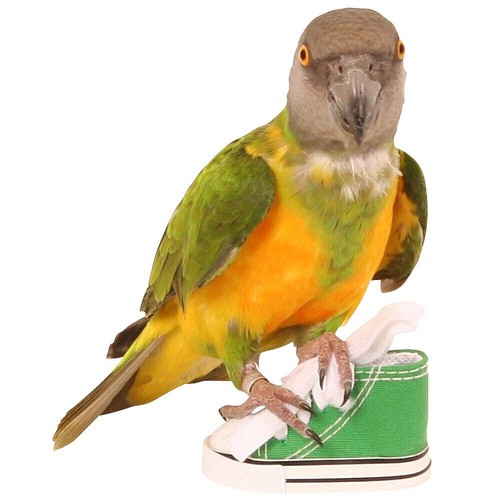 Sneaker foot parrot toy - foot,