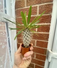 Pachypodium Lamerei / Madagascar Palm / Cactus Palm 12cm Seed Grown Plant
