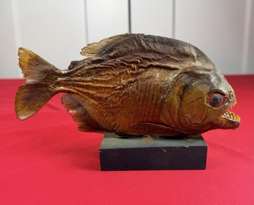 Vtg amazon piranha taxidermy - amazon,