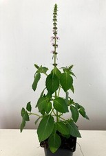 Indian Holy basil plant, Ocimum tenuiflorum, Tulsi. Essential oil plant.