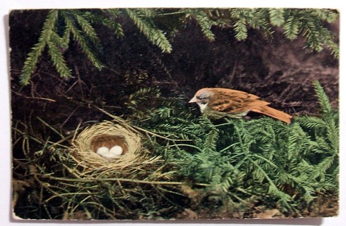 Postcard bird and nest - postcard,