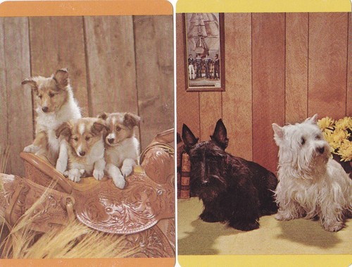 Pair collie pups scottie - of,