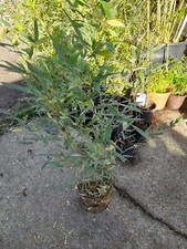 Phyllostachys bissetii bamboo