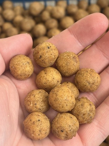 Triple nut fishing boilies