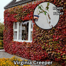 Ready to Plant Virginia Creeper  Parthenocissus quinquefolia climber 9cm Pot