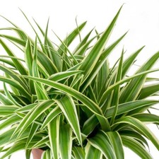 1 x Spider Plant Chlorophytum Ocean - 10-15cm High inc Pot - Mini Indoor Plant