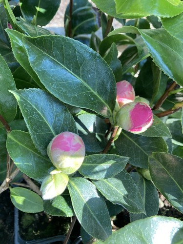 Pink camellia g - pink,