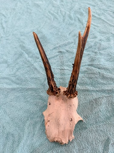 Vintage old roe buck - vintage, deer