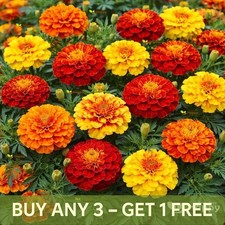 French Marigold Seeds