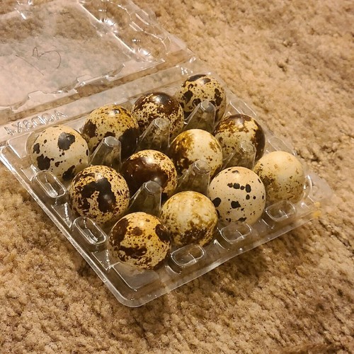Italian quail hatching eggs