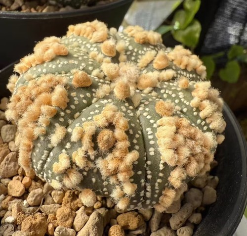 Astrophytum asteriasvar