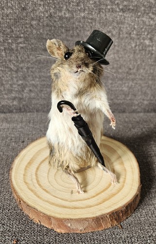 Bad taxidermy mouse - mouse, a