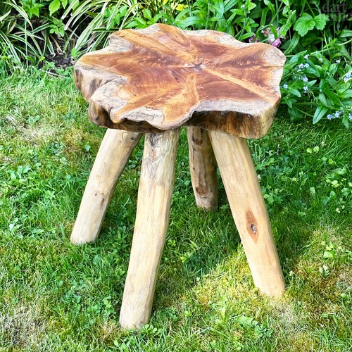Teak root mushroom - teak,
