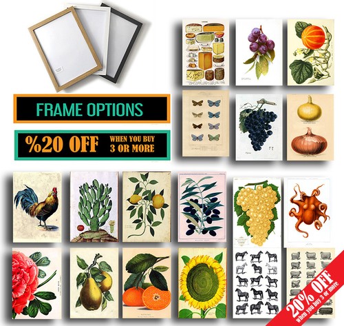 Vintage botanical posters - vintage,