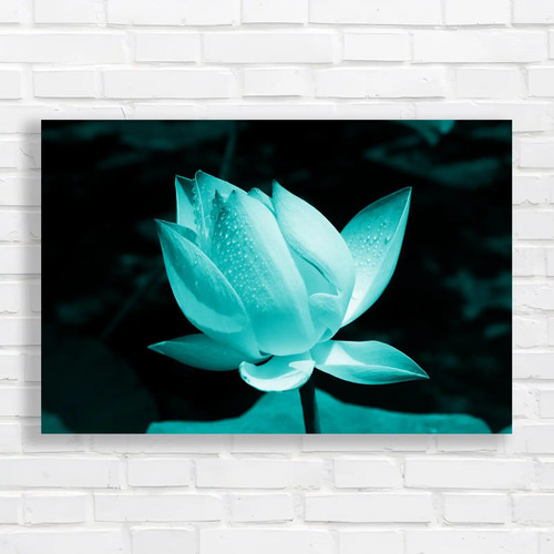Delicate lotus flower teal - flower,