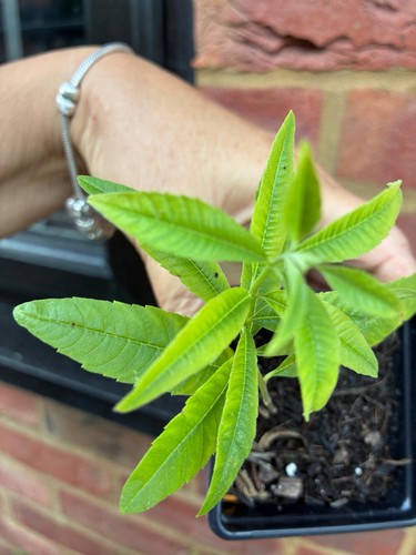Lemon verbena rooted cutting - verbena,