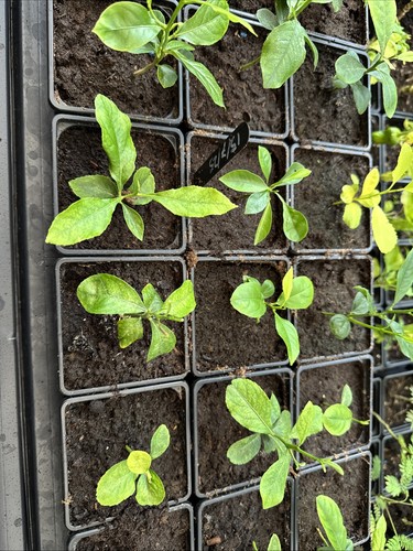Lemon citron seedlings citrus - citron,