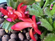 Christmas Cactus cutting #1