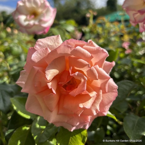 Queen elizabeth floribunda - elizabeth,
