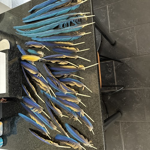 Naturally moulted parrot - moulted,