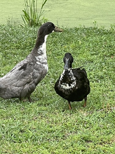 Fertile duck hatching eggs - fertile,