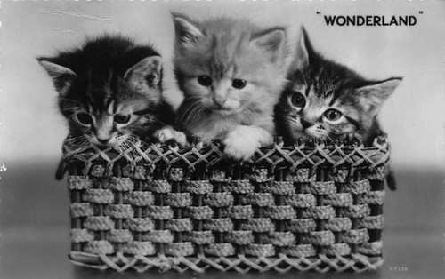 Wonderland greetings card - wonderland, 3