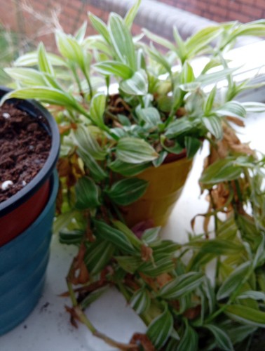 Stems tradescantia plants - stems,