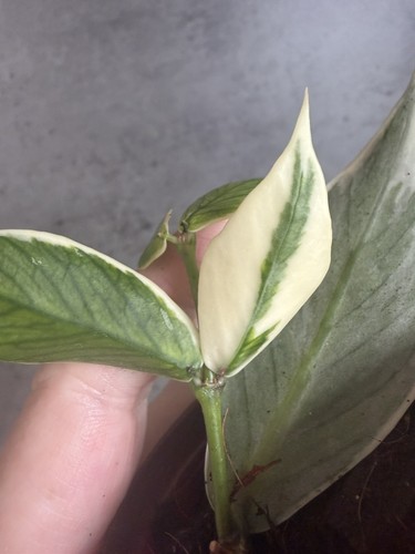 Hoya polyneura albo - albo,, outer