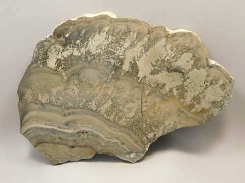 Cotham marble fossil inch - fossil,