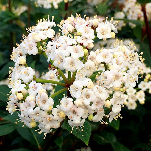Viburnum tinus french - x,
