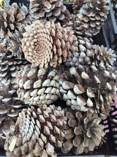 Large pine cones natural - large,