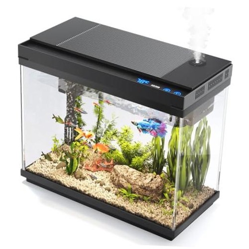 Fish tank aquarium - fish,