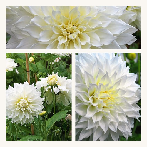 Dahlia decorative fleurel 10 - dahlia, x