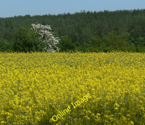 Photo 12x8 oil seed rape - photo,