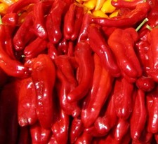 Hot chilli pepper rokita - pepper,