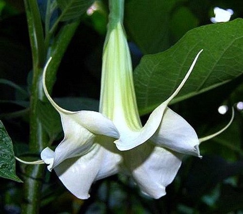 Brugmansia dansarubir x - brugmansia,
