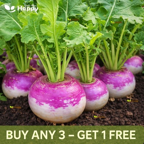 Turnip milanese seeds 800 - seeds, |