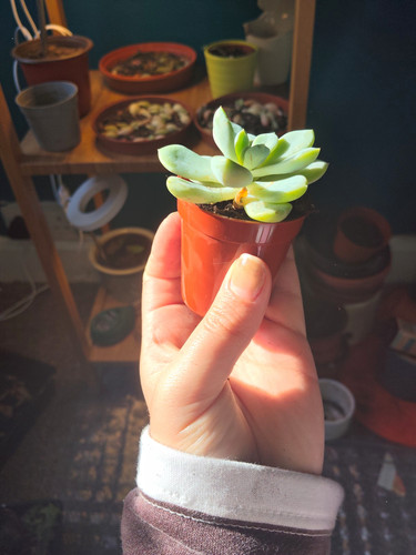 Live potted echeveria - live,
